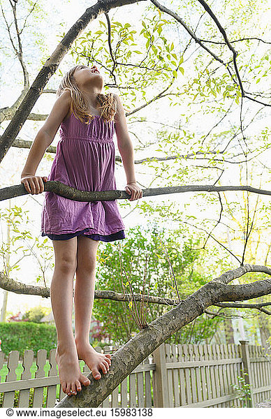 Girl (6-7) climbing tree