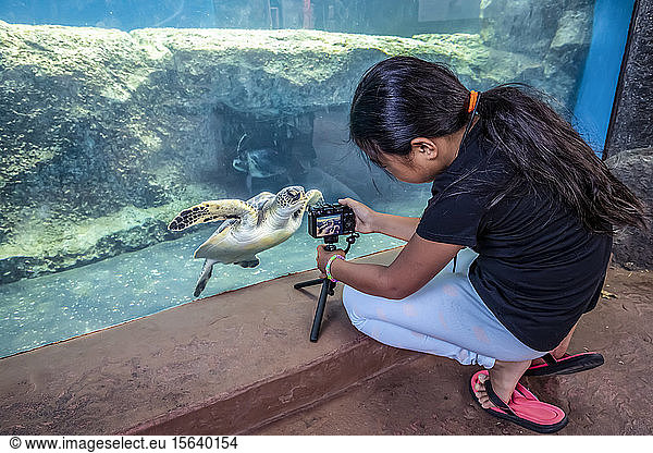 Girl gets a photograph of a green sea turtle (Chelonia mydas)  an endangered species  at the Maui Ocean Center; Maui  Hawaii  United States of America
