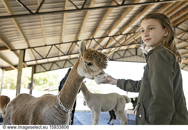 Girl hand feeding Huachaya alpaca at alpaca farm in barn
