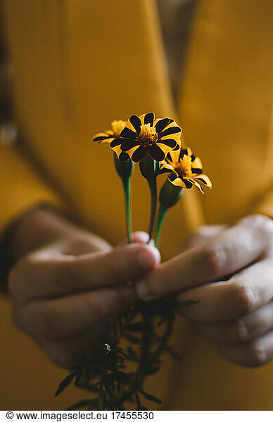 Girl hands in yellow jacket hold marigolds flowers