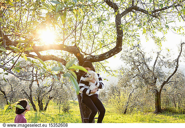 Girl holding a cute golden retriever puppy on tree ladder in sunlit orchard  Scandicci  Tuscany  Italy