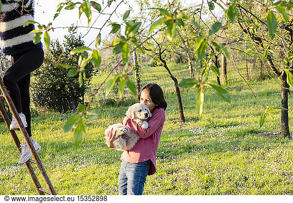 Girl holding a cute golden retriever puppy while her friend climbs tree ladder in orchard  Scandicci  Tuscany  Italy