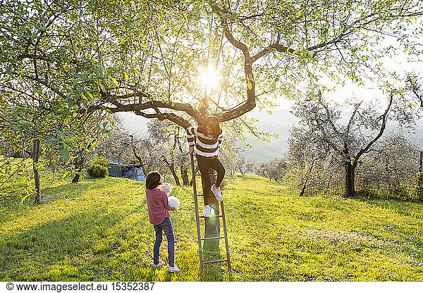 Girl holding a cute golden retriever puppy while her friend climbs tree ladder in sunlit orchard  Scandicci  Tuscany  Italy