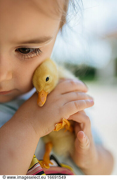 Girl holding a yellow duckling in her hands closeup.