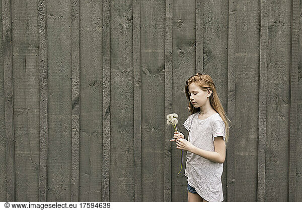 Girl holding dandelions plant by wall