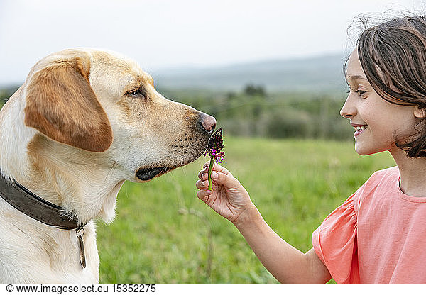 Girl holding flower to with labrador dog's nose in field landscape  Citta della Pieve  Umbria  Italy