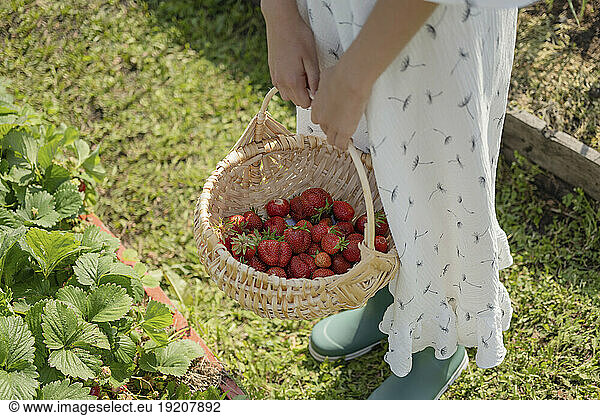 Girl holding strawberry basket in garden
