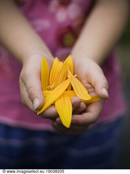 Girl holding sunflower petals  Maine  New England.