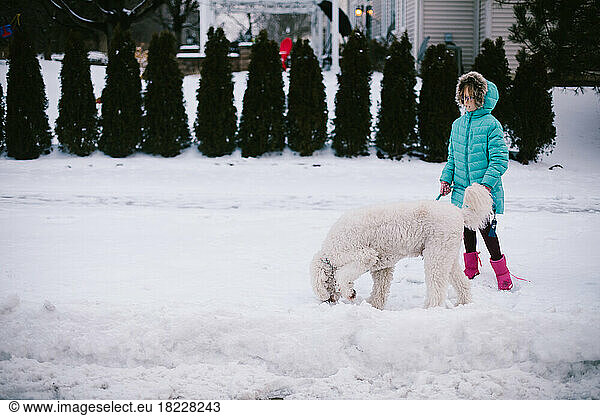 Girl in winter coat walks golden doodle dog through fresh snow fall