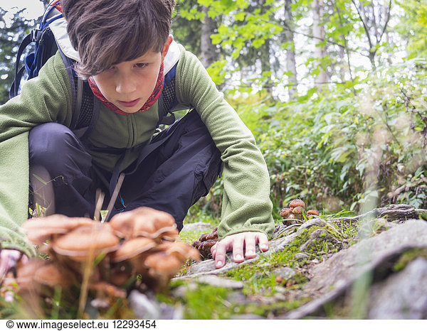 Girl looking at mushroom in black forest  Feldberg  Baden-Württemberg  Germany