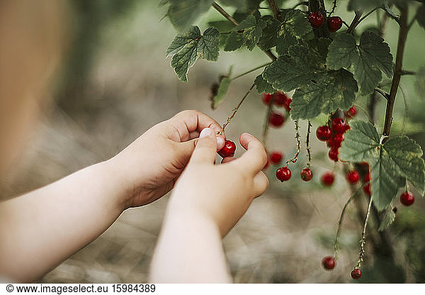 Girl picking currants