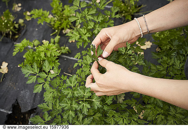 Girl picking herbs in a green house  close up of hands