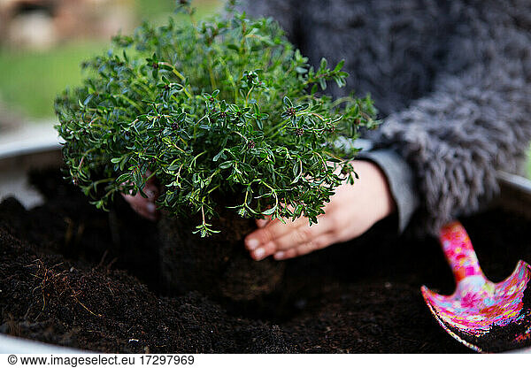Girl planting green thyme  green herbs to grow in garden
