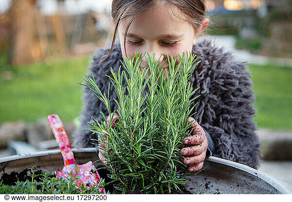 Girl planting rosemary  green herbs to grow in garden
