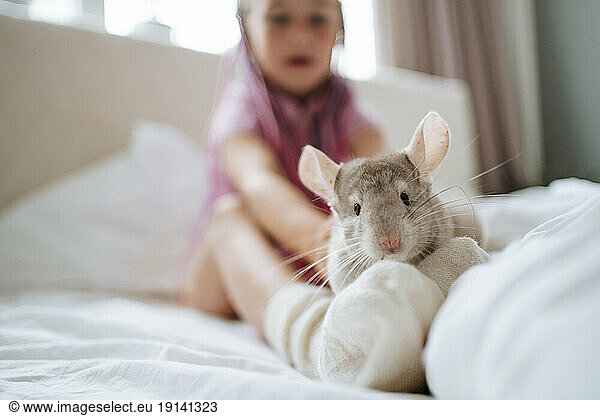 Girl playing with chinchilla on bed