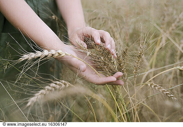 Girl's hands touching wheat ears