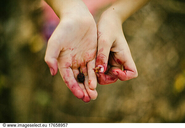 Girl stained hands from picking fresh berries