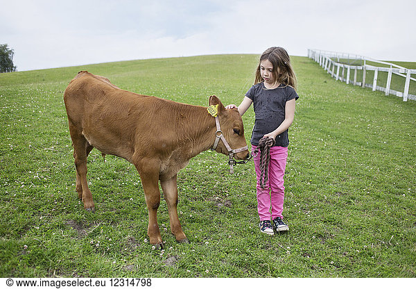 Girl (4-5) standing next to calf