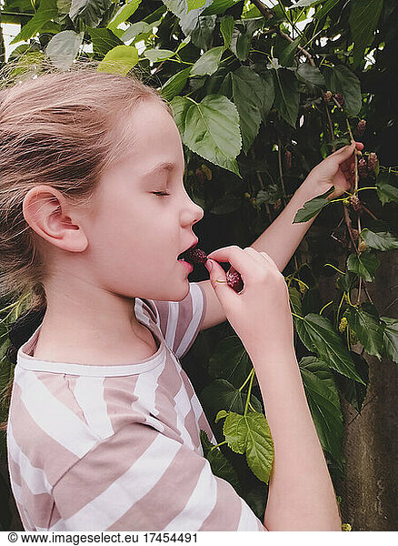Girl tasting fresh ripe mulberry from a tree in the garden