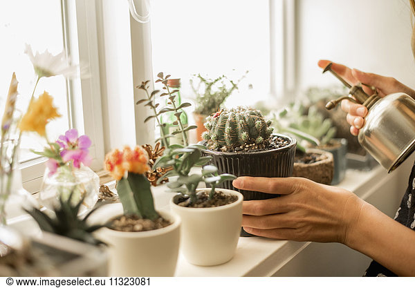 Girl tending plants on a sunny windowsill.