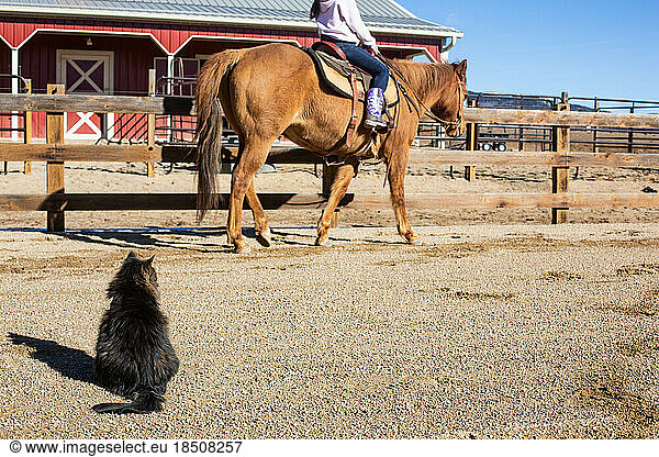 Girl walking her horse in arena with cat watchingq