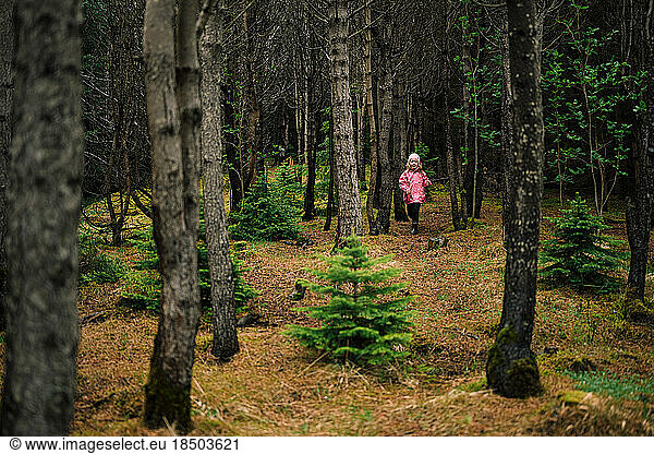 Girl wandering in coniferous tranquil woods