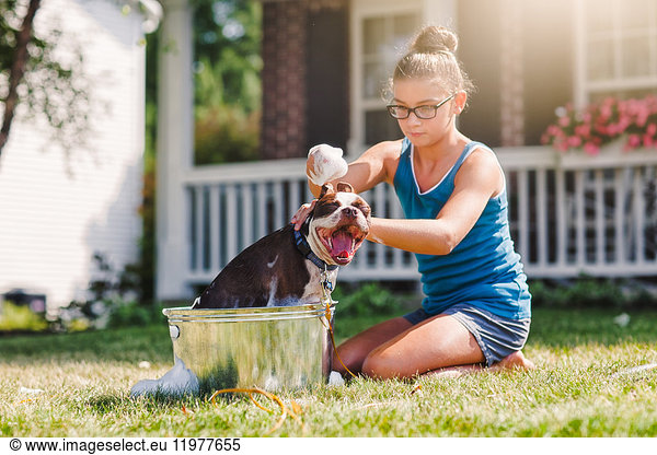 Girl washing dog in bucket