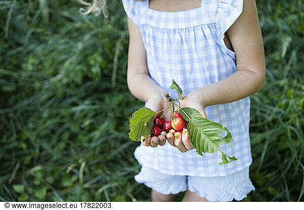 Girl with hands cupped holding fresh cherries