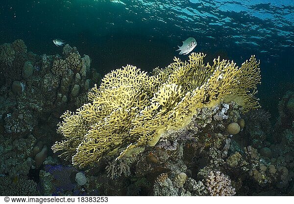Gitter-Feuerkoralle (Millepora dichotoma) in der Abenddämmerung. Tauchplatz Hausriff  Mangrove Bay  El Quesir  Rotes Meer  Ägypten  Afrika