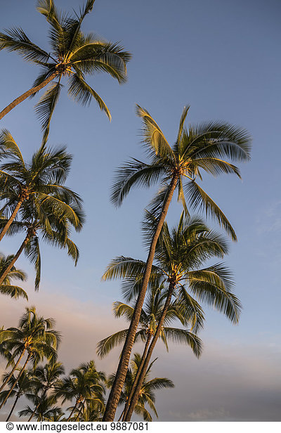 glühend Glut Amerika Sonnenuntergang Baum Verbindung Kona Hawaii