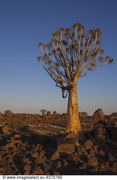 glühend Glut Baum Sonnenlicht Namibia