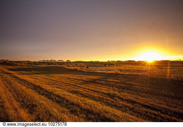 glühend Glut Sonnenuntergang über Agrarland Sonnenlicht Manitoba