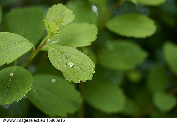 Glänzende Regentropfen auf frischen grünen Blättern