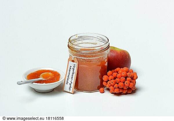 Glas Vogelbeer-Apfel-Marmelade mit Vogelbeeren (Sorbus aucuparia) und Apfel  Vogelbeermarmelade