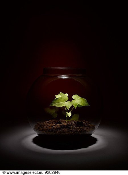 Glas Wachstum Pflanze innerhalb Indien