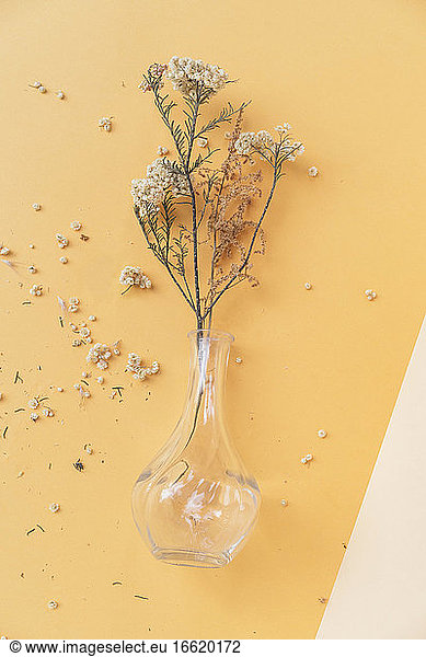 Glass vase with scattered dry flowers petals on colored background