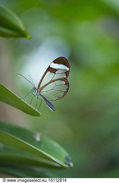 Glasswing butterfly (Greta oto)