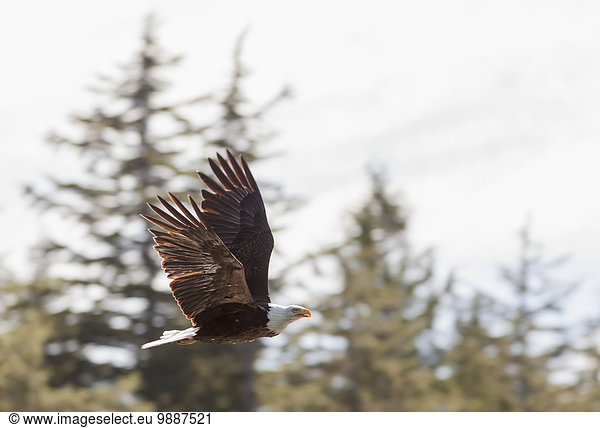 Glatze kahl Küste Weißkopfseeadler Haliaeetus leucocephalus British Columbia Kanada Adler
