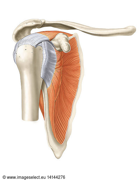 SUPRASPINATUS pictures - 799 stock photos and images