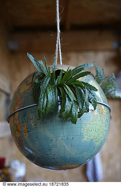 Globe as a flower pot