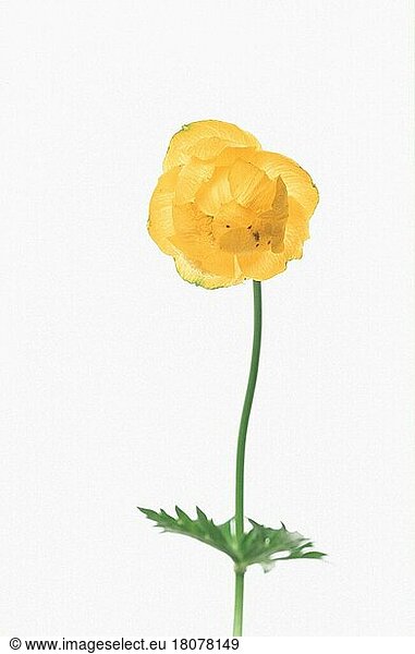 Globe Flower  Trollblume (Trollius europaeus) (Pflanzen) (Blumen) (Hahnenfußgewächse) (Ranunculaceae) (Blüten) (Freisteller) (Objekt) (gelb) (innen) (Studio)