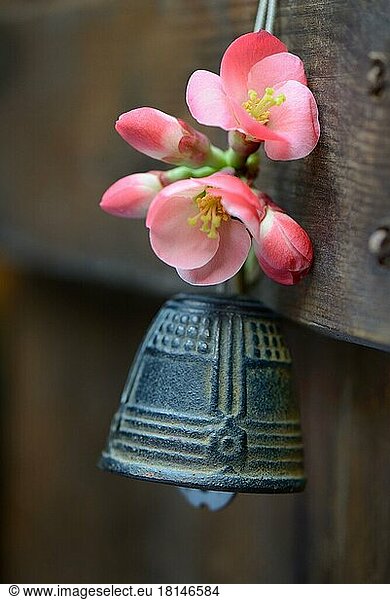 Glocke mit Blüte einer Zierquitte