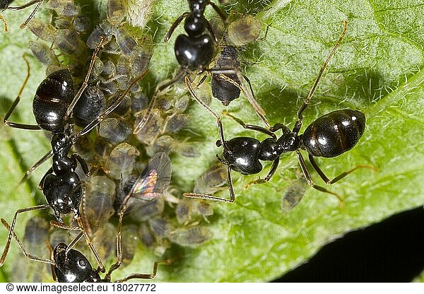 Glossy black wood ant  Cardboard ant  jet ant (Lasius fuliginosus)  Cardboard ants  Other animals  Insects  Animals  Ants  Jet-black ant adult workers  tending aph