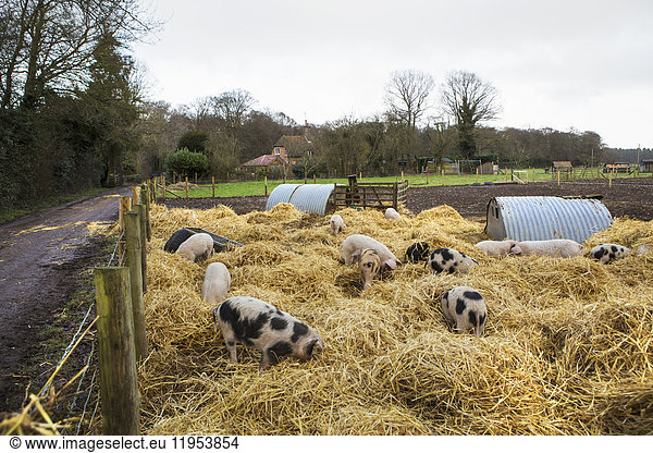 Gloucester Old Spot pigs in a pen with fresh straw and metal pigsties.