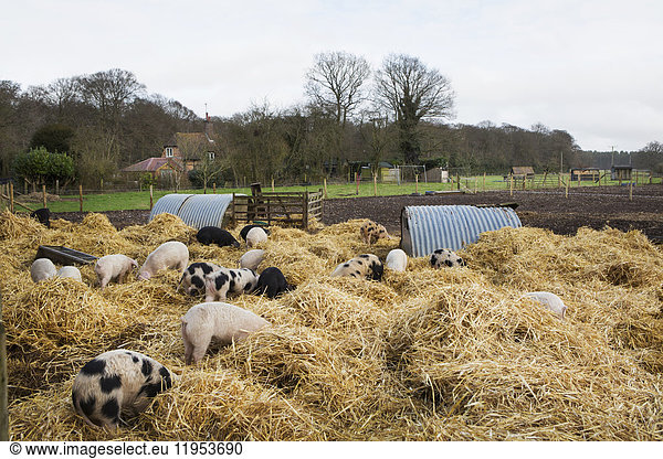 Gloucester Old Spot pigs in an open outdoors penwith fresh straw and metal pig arks  shelters.