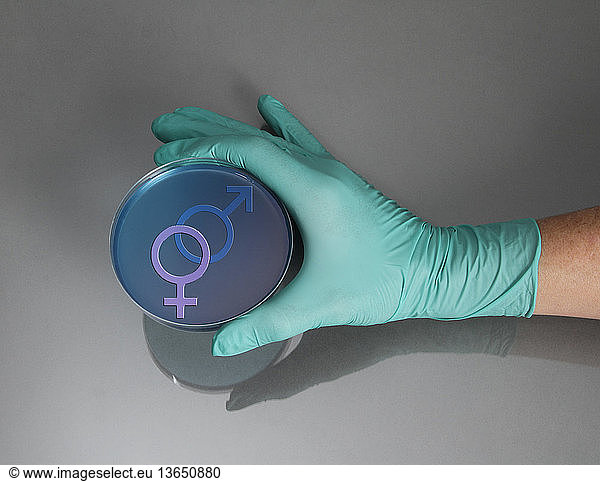 Gloved hand holding a petri dish containing the male and female gender symbols. Composite image.