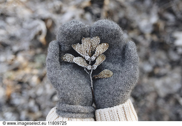 Gloved hands cupping maple seeds covered with frost