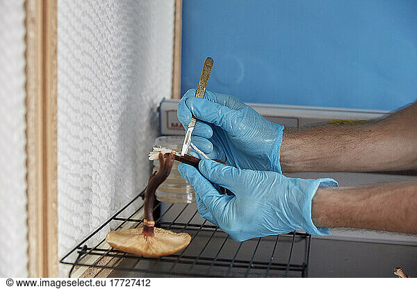 Gloved hands using scalpel in the laboratory to take a sample from a wild edible fungus for cultivation in a fungi farm