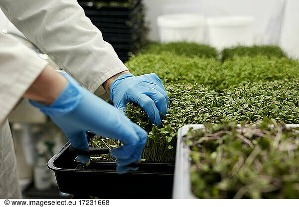 Gloved hands using scissors to harvest microgreens in urban farm
