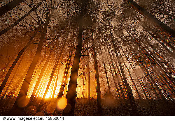 Glowing Forest on Foggy Night  Orange Glow X-Files Light